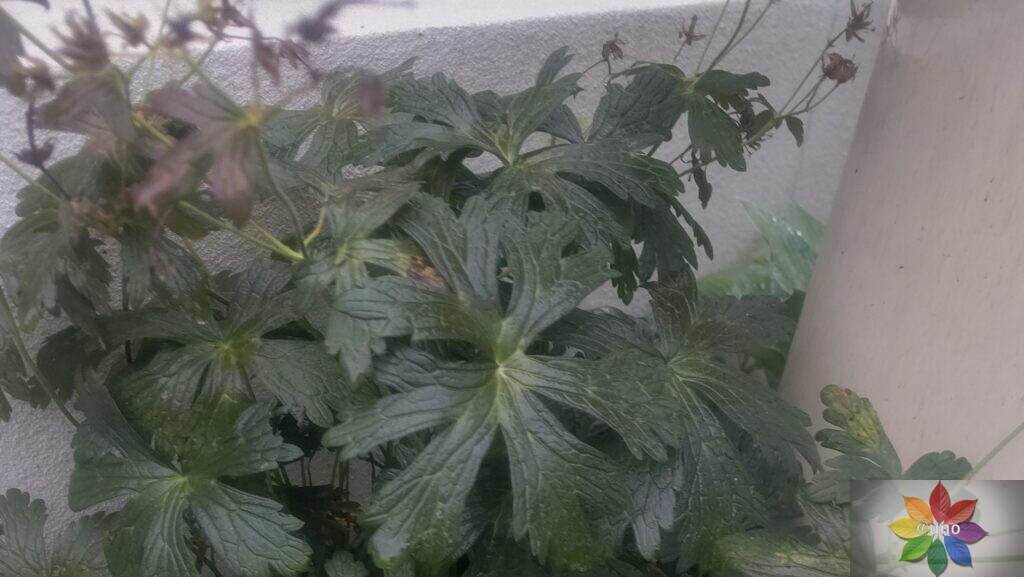 ゲラニウム エスプレッソ 地植え 葉の様子
