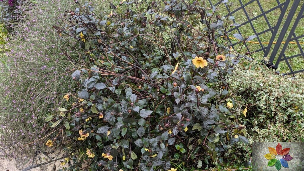 ダリア　ブラックナイト　銅葉　開花
