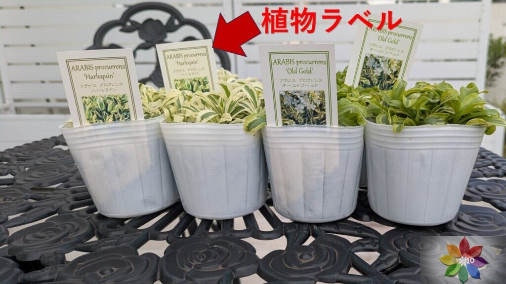 植物ラベル