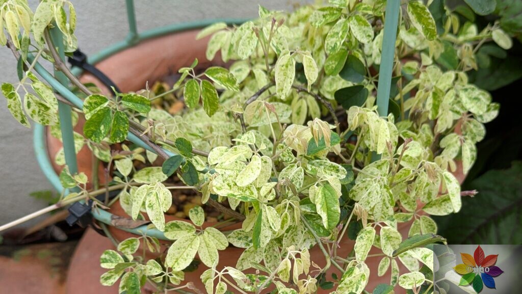 斑入り　アケビ　葉　つる