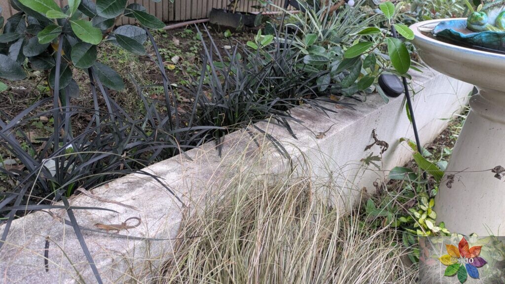 オオジャバノヒゲ コクリュウ 地植え 黒葉 多年草