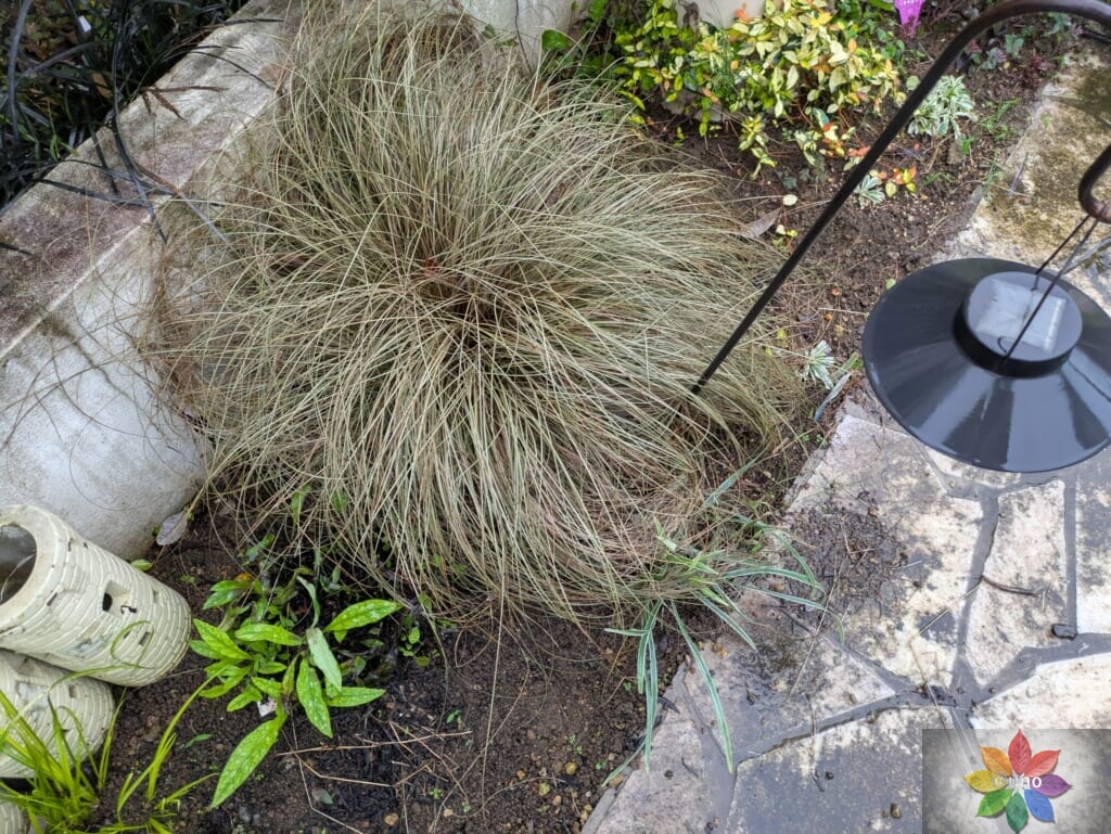 カレックス ブロンズカール 地植え