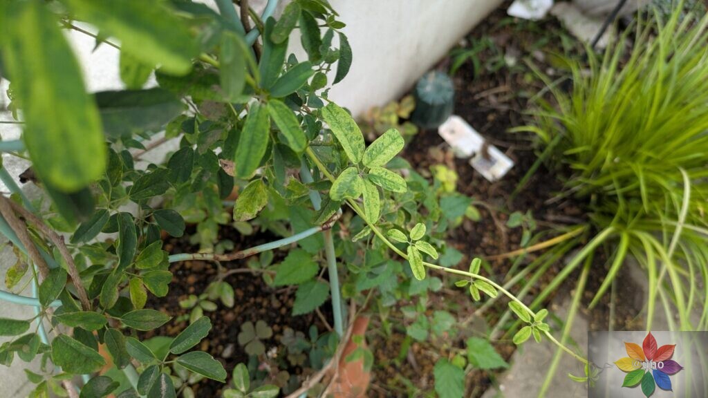 斑入り　アケビ　葉　つる