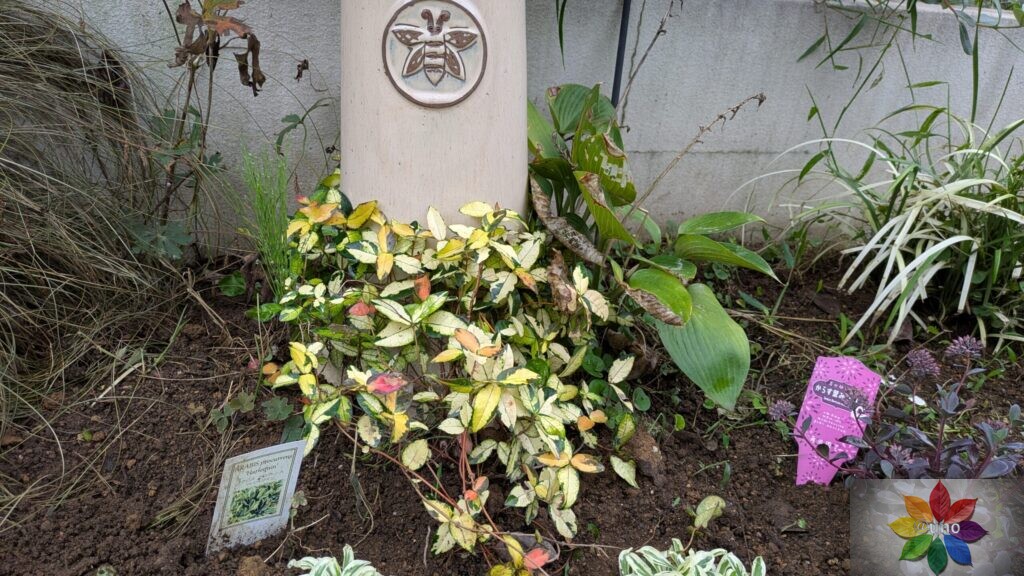テイカカズラ　黄金錦　噴水の下　地植え