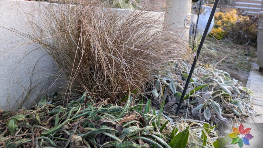 カレックス ブロンズカール 地植え