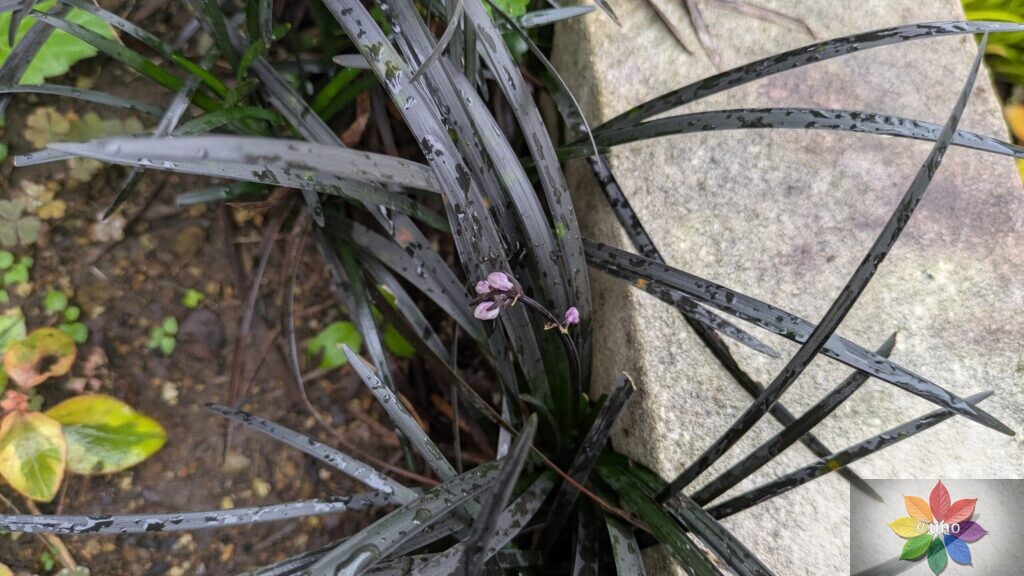 オオジャバノヒゲ コクリュウ 地植え 黒葉 多年草