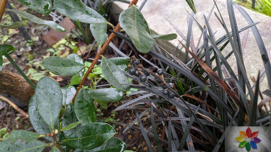 オオジャバノヒゲ コクリュウ 地植え 黒葉 多年草