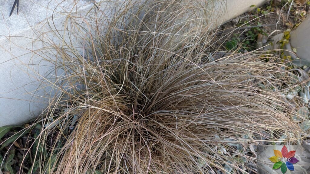 カレックス ブロンズカール 地植え