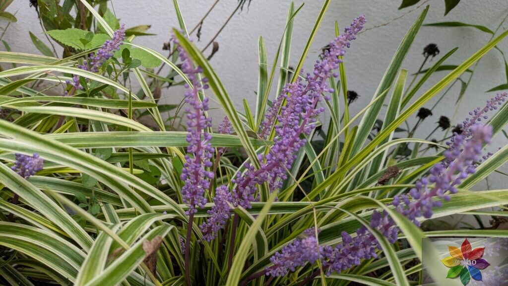 ヤブラン 斑入り 地植え 開花