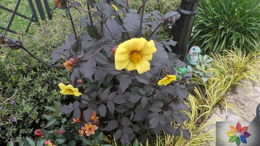 ダリア　ブラックナイト　銅葉　開花