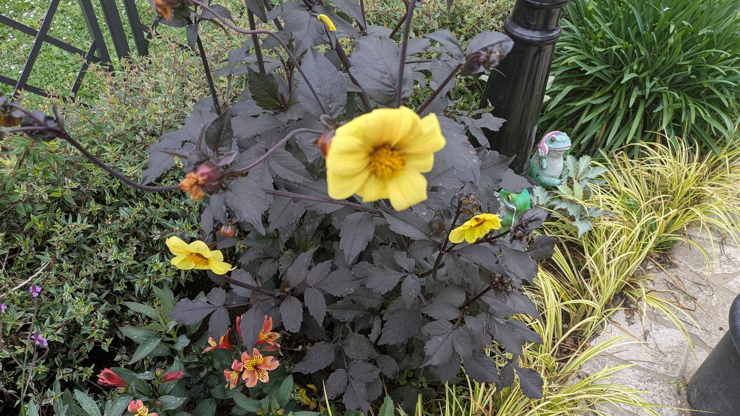 ダリア　ブラックナイト　銅葉　開花
