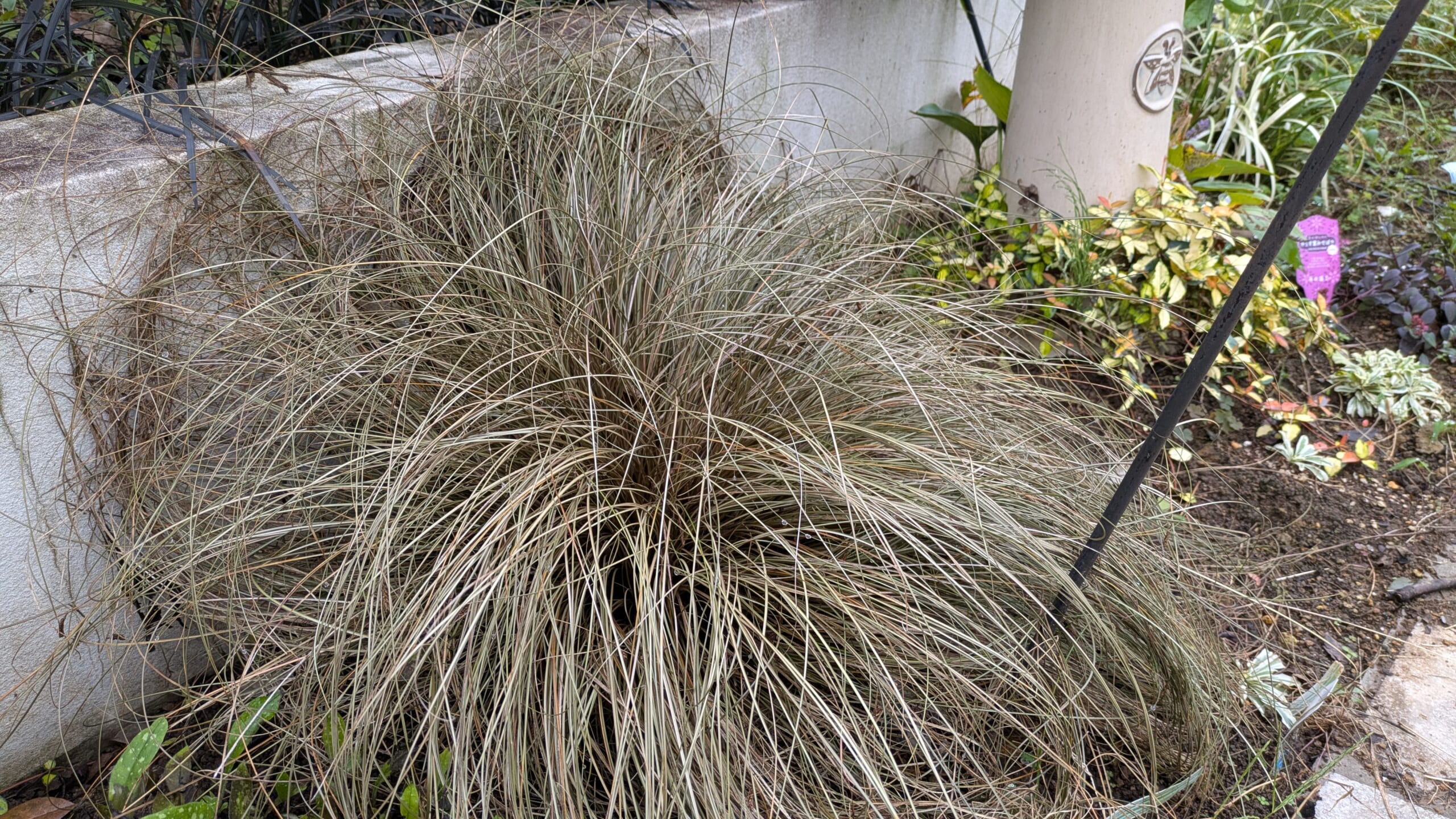 カレックス　ブロンズカール　地植え