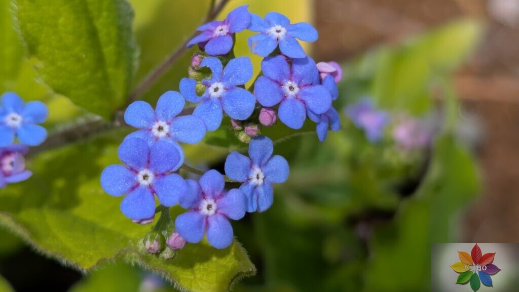 ブルンネラ ダイアンズゴールド 開花