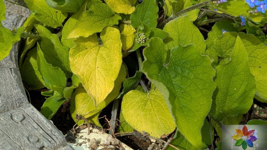 ブルンネラ ダイアンズゴールド 開花