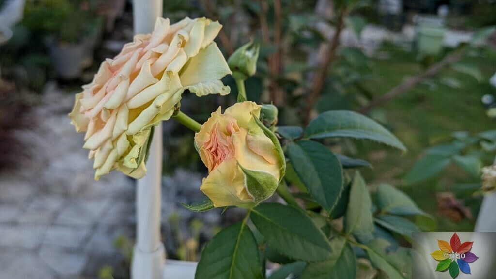 バラ　エメラルドアイル　開花