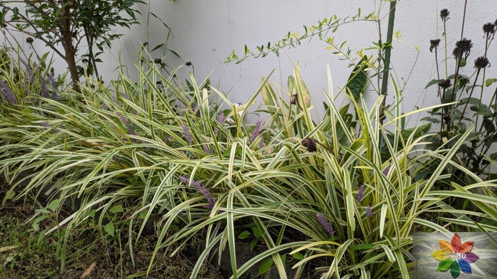 ヤブラン 斑入り 地植え 開花