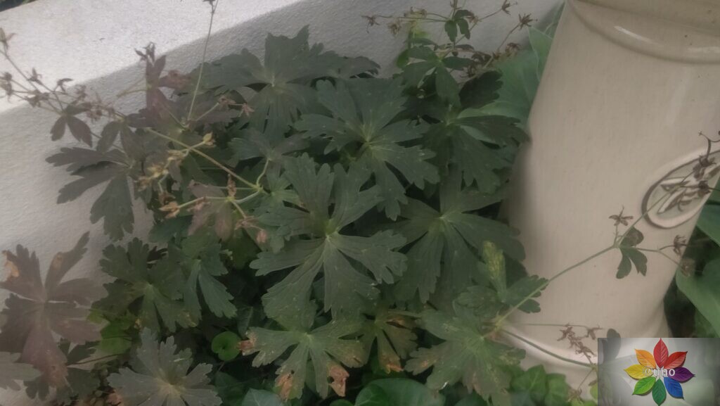 ゲラニウム エスプレッソ 地植え 葉の様子