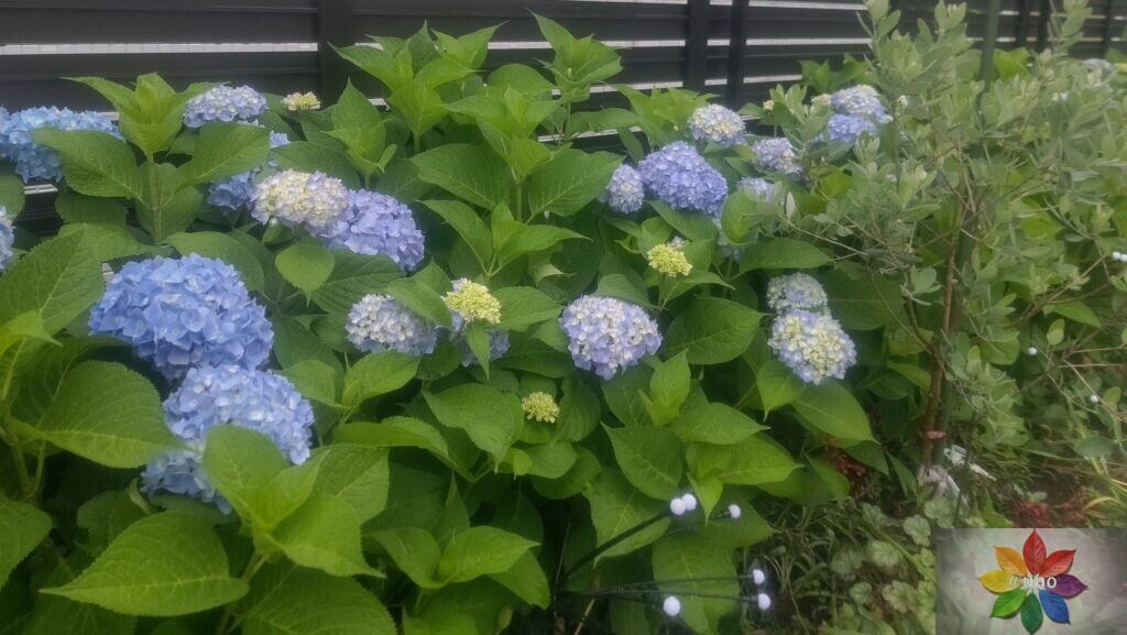 アジサイ 地植え