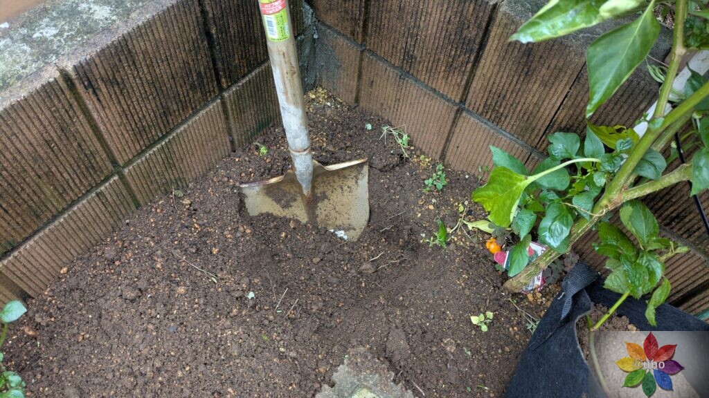 不織布ポット 低木 ブラックベリー