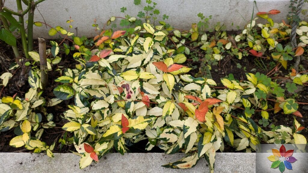 テイカカズラ　黄金錦　花壇　地植え