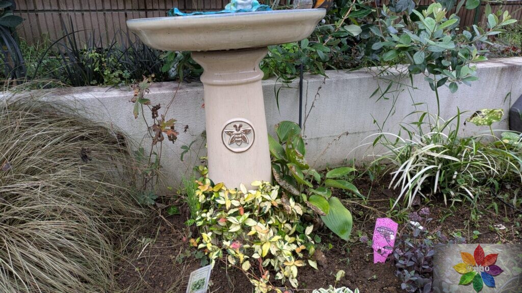 テイカカズラ　黄金錦　噴水の下　地植え