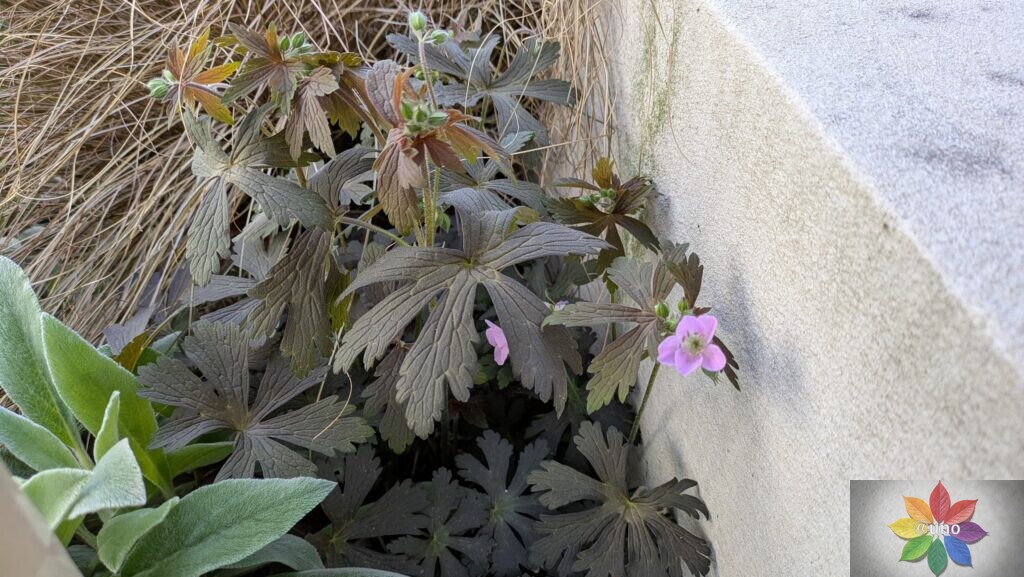 ゲラニウム エスプレッソ 地植え 葉の様子