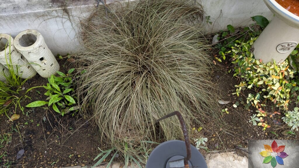 カレックス ブロンズカール 地植え