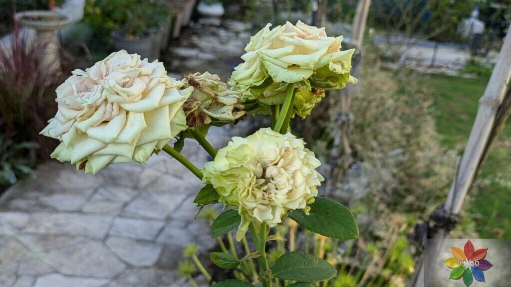 バラ　エメラルドアイル　開花