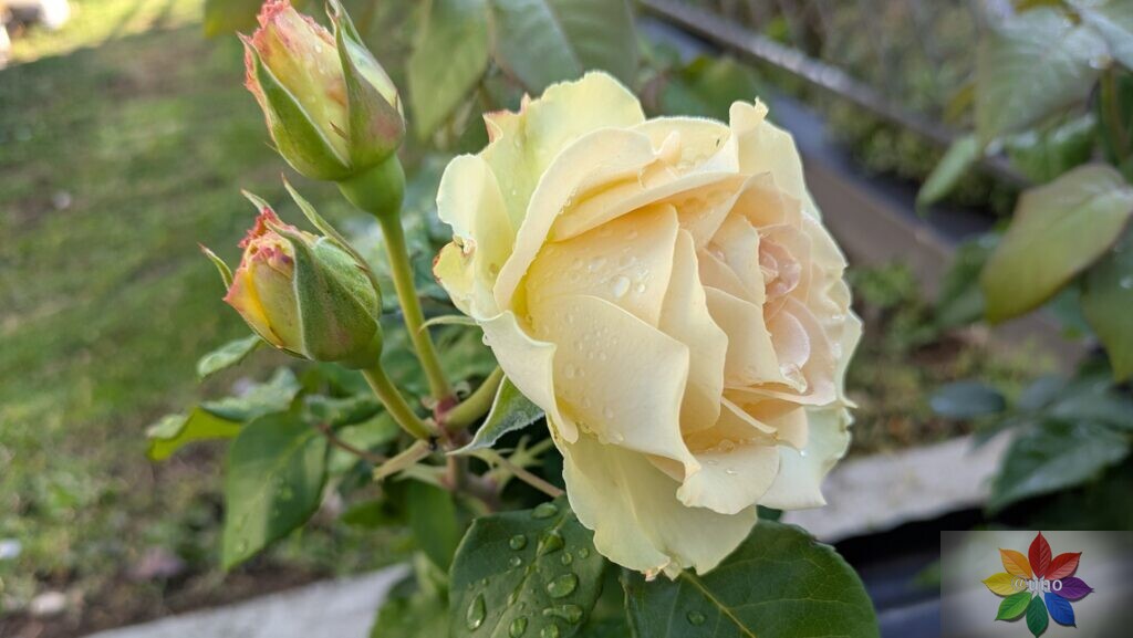バラ　エメラルドアイル　開花