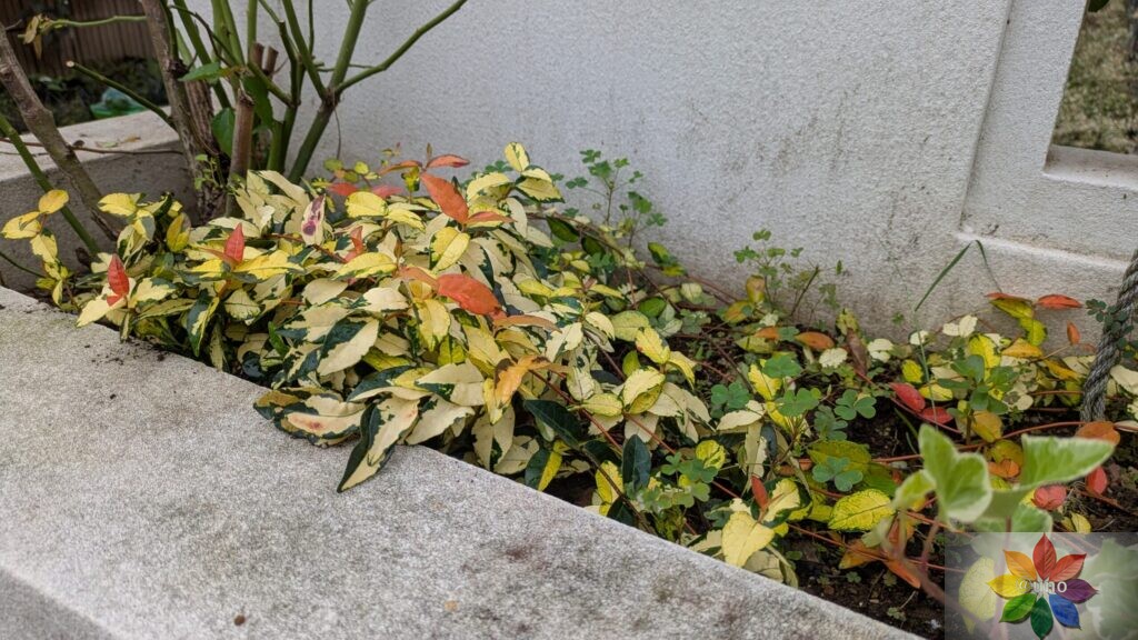 テイカカズラ　黄金錦　花壇　地植え