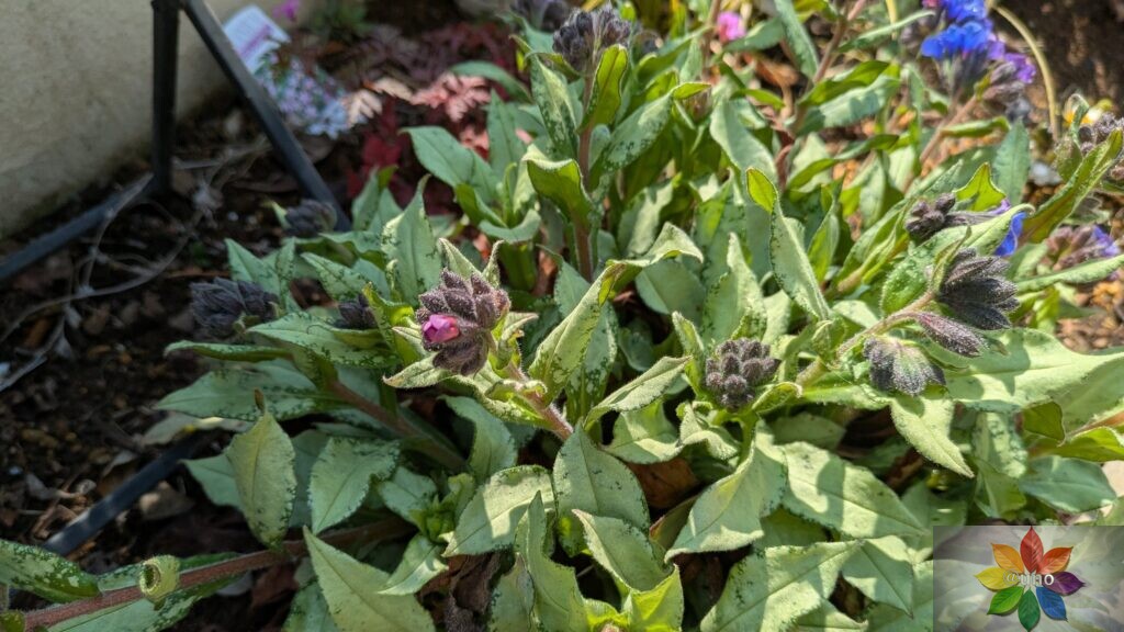 プルモナリア　ダイアナクレア　シルバーリーフ　開花　構成
