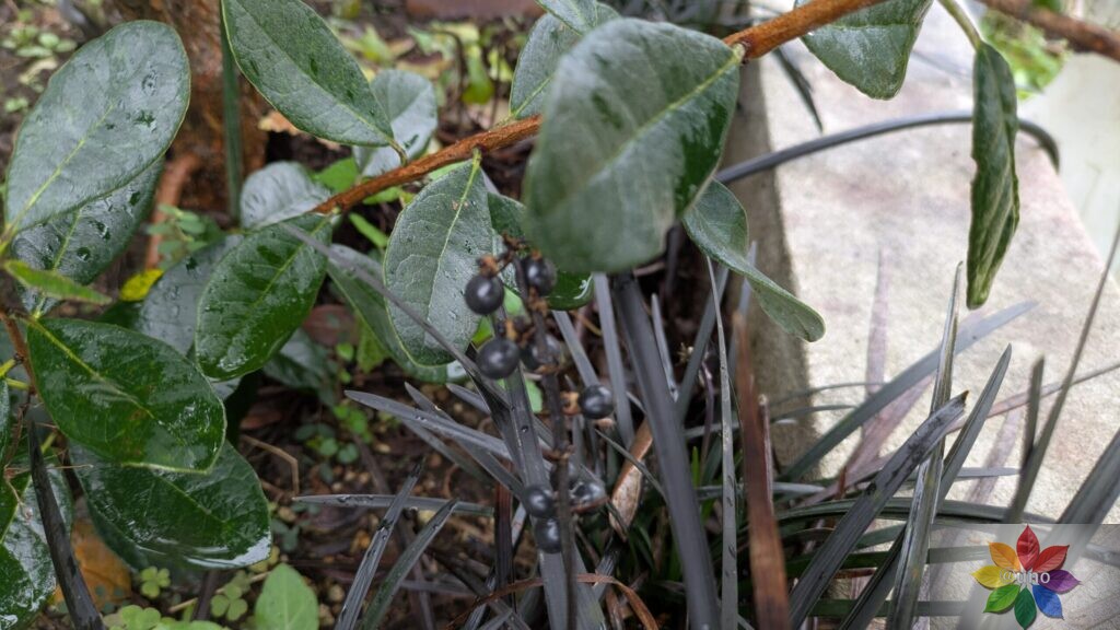 オオジャバノヒゲ コクリュウ 地植え 黒葉 多年草