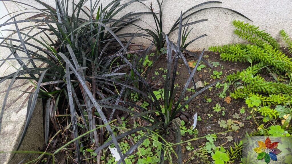 オオジャバノヒゲ コクリュウ 地植え 黒葉 多年草