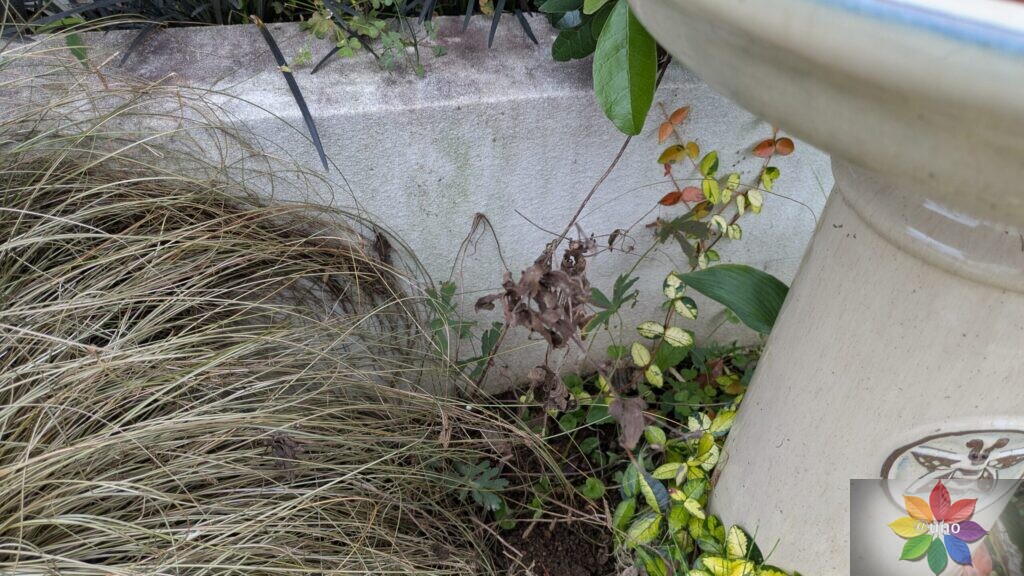 ゲラニウム エスプレッソ 地植え 葉の様子