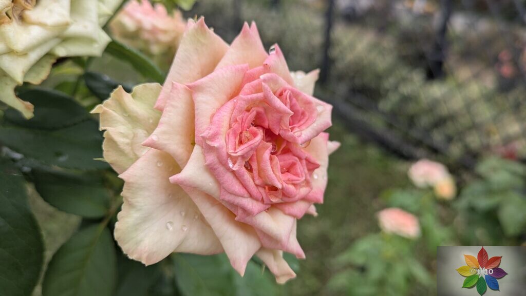 バラ　エメラルドアイル　開花