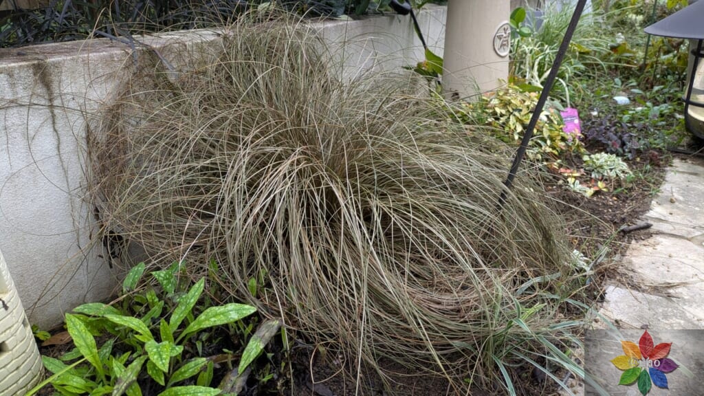 カレックス ブロンズカール 地植え