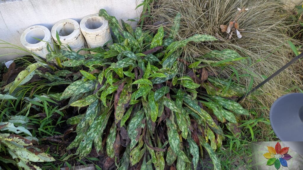カレックス ブロンズカール 地植え