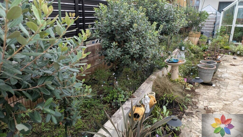 フェイジョア　地植え