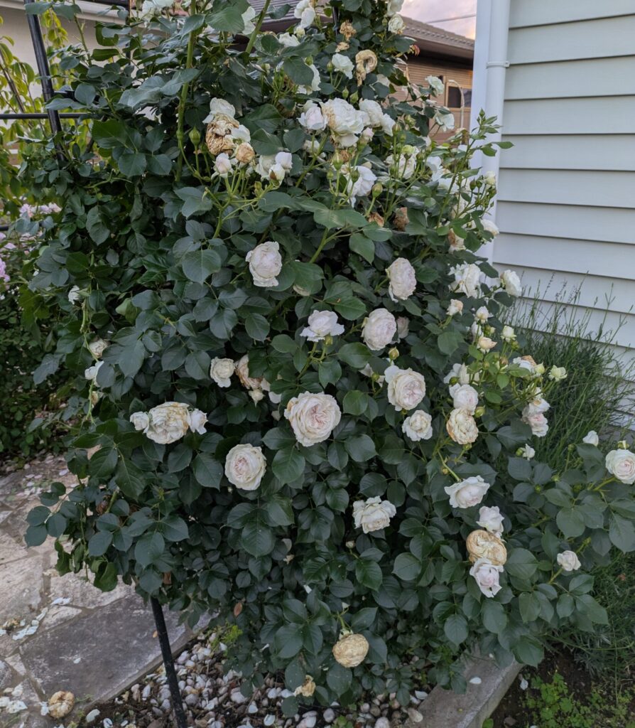 バラ　開花