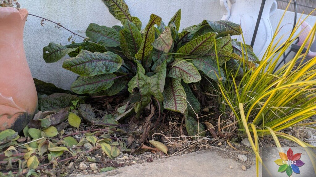リキマシア リッシー 地植え グランドカバー