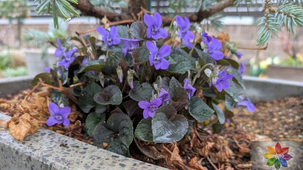 ビオラ　ラブラドリカ　銅葉　鉢植え　下草