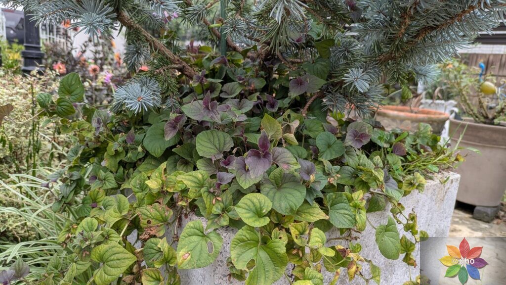ビオラ　ラブラドリカ　夏　銅葉　鉢植え　下草