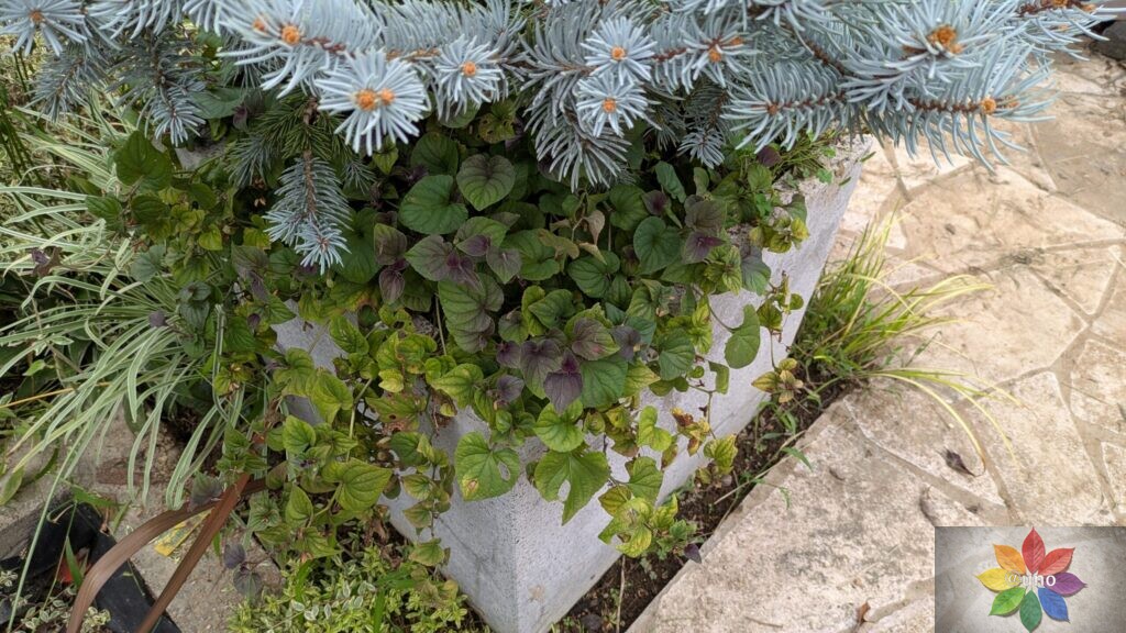 ビオラ　ラブラドリカ　夏　銅葉　鉢植え　下草