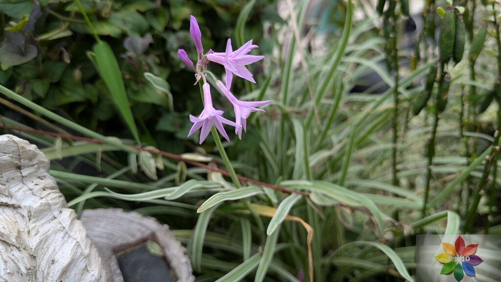ツルバキア　シルバーレース　開花
