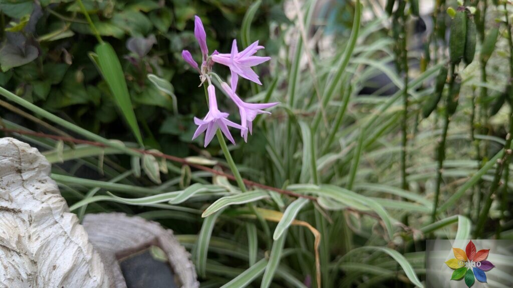 ツルバキア_シルバーレース　斑入り　開花