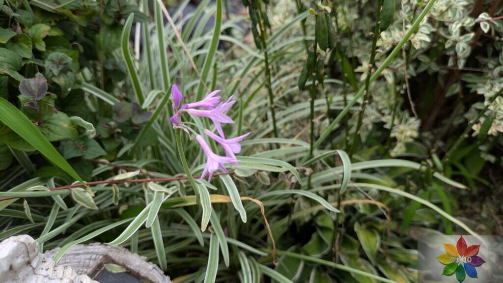 ツルバキア_シルバーレース　斑入り　開花