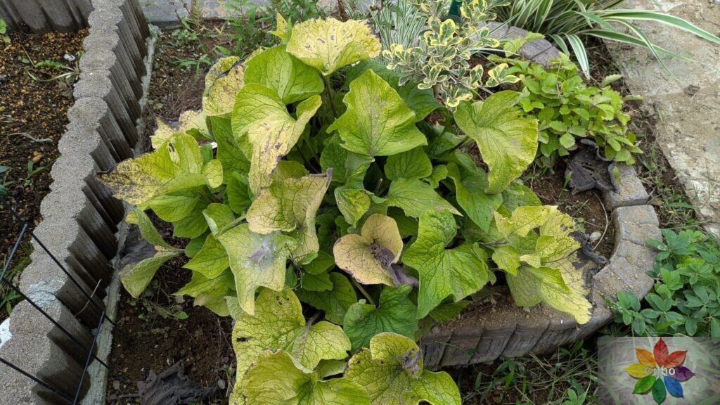 ブルンネラ ダイアンズゴールド 夏 黄金葉