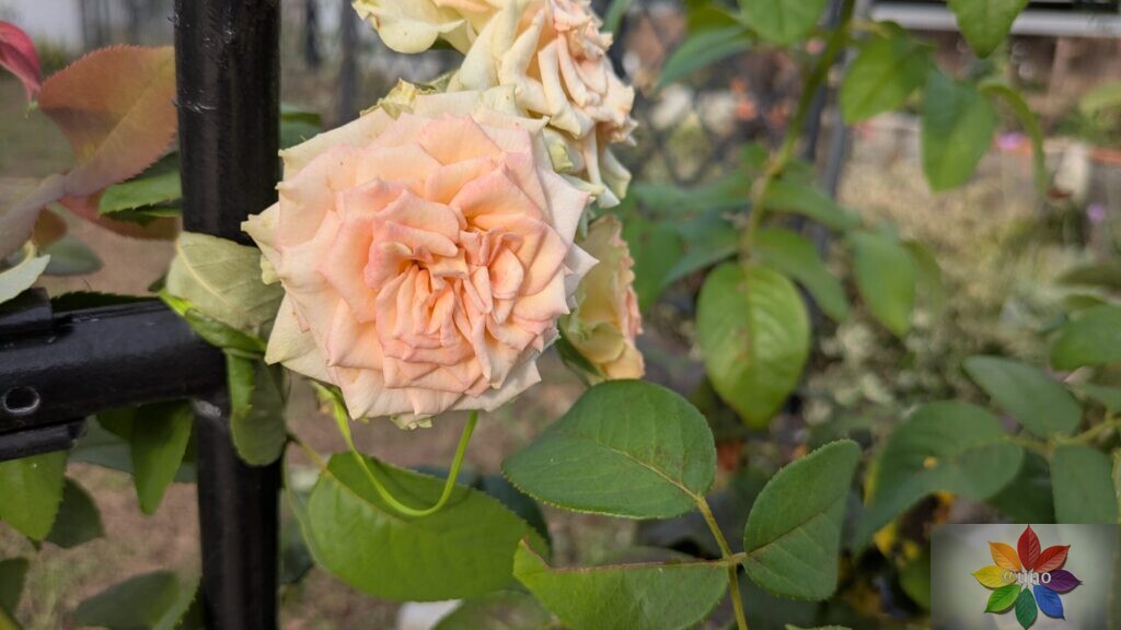 バラ　エメラルドアイル　開花