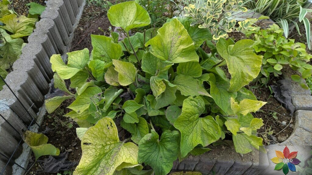 ブルンネラ ダイアンズゴールド 夏 黄金葉