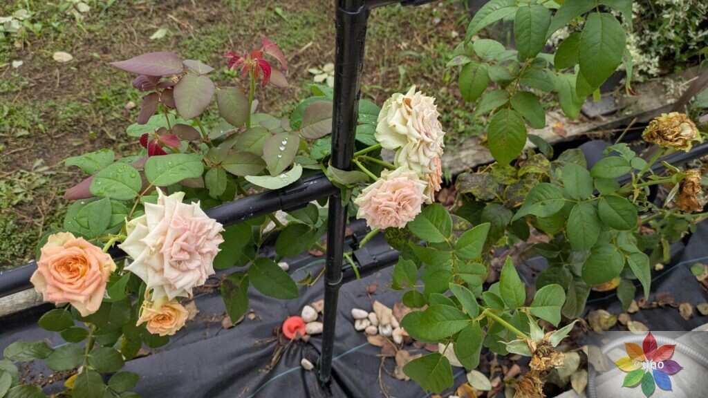バラ　エメラルドアイル　開花